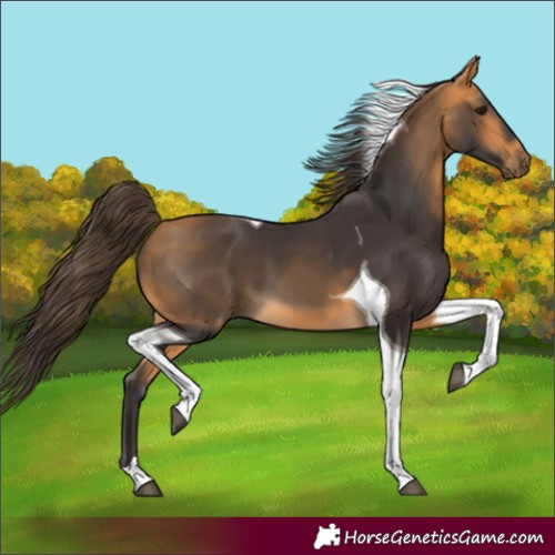 Horse Color:Buckskin Tobiano