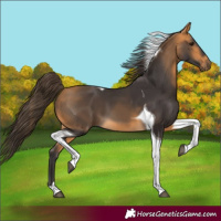 Horse Color:Buckskin Tobiano