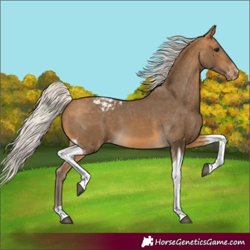 Horse Color:Silver Buckskin Tobiano Appaloosa 