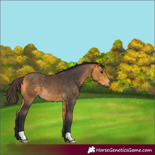 Horse Color:Buckskin