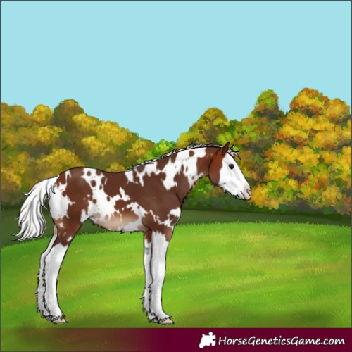 Horse Color:White Spotted Silver Bay Splash