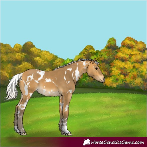 Horse Color:Unknown 