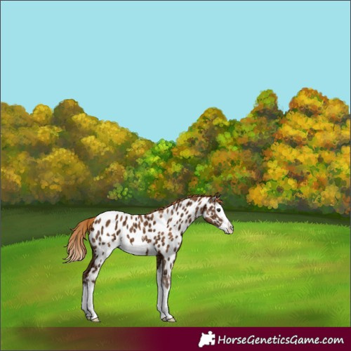 Horse Color:Chestnut Ice Splash Frame Appaloosa 