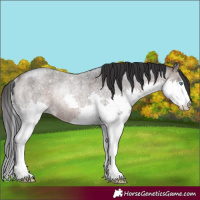 Horse Color:Brown Roan Splash Rabicano 