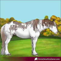 Horse Color:White Spotted Liver Chestnut Splash