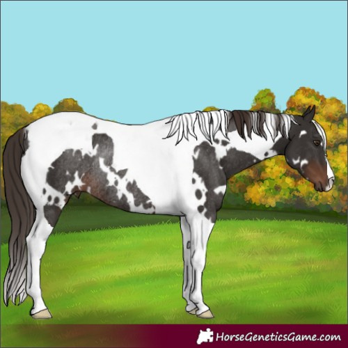 Horse Color:White Spotted Liver Chestnut Tobiano Rabicano 