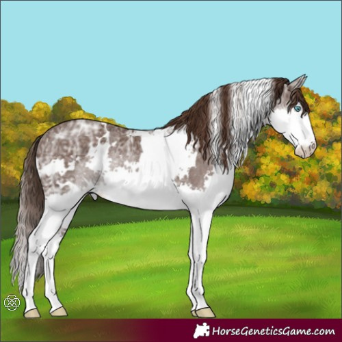 Horse Color:White Spotted Liver Chestnut Ice Splash Rabicano