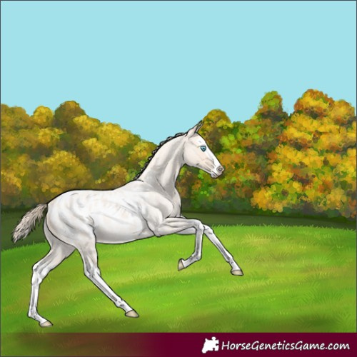 Horse Color:Perlino Roan Splash Appaloosa
