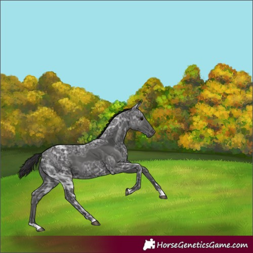 Horse Color:Smoky Black Ice