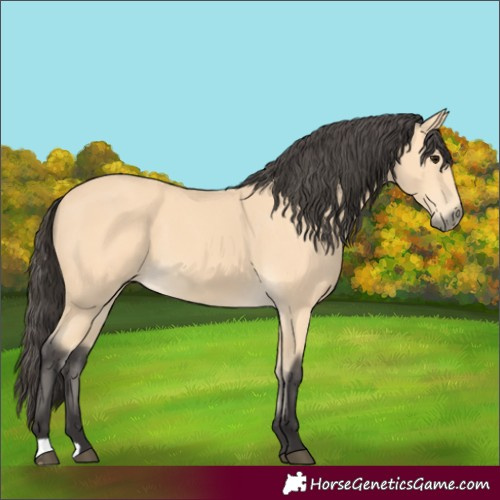 Horse Color:Buckskin 