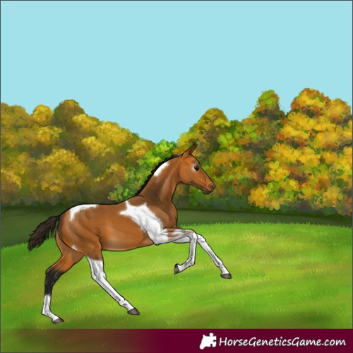 Horse Color:Gray Buckskin Tobiano