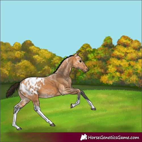 Horse Color:Gray Buckskin Ice Tobiano Appaloosa 