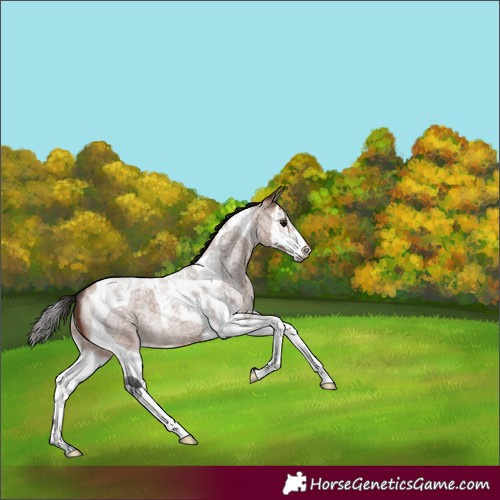 Horse Color:Bay Roan Splash Tobiano 