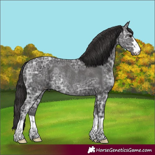 Horse Color:Smoky Black Ice Rabicano 