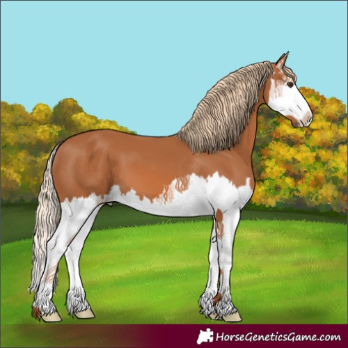 Horse Color:Chestnut Splash