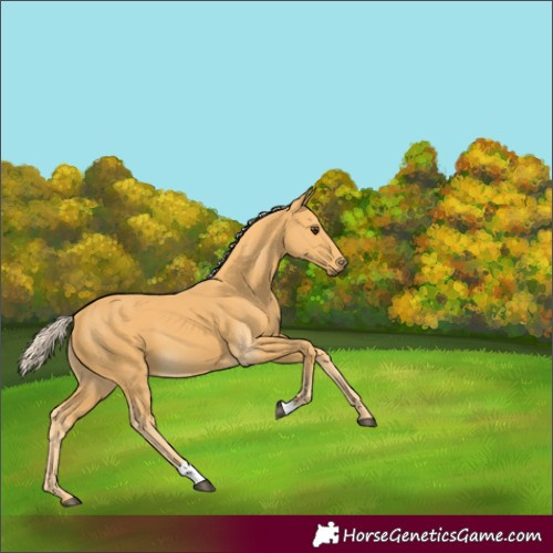 Horse Color:Palomino 