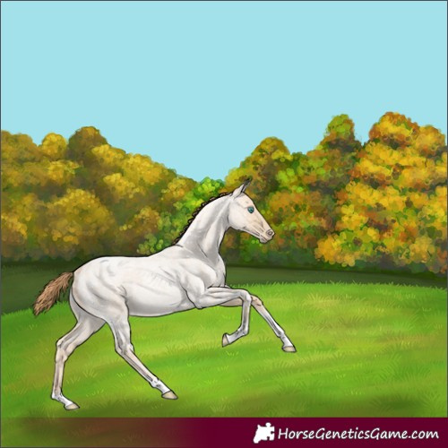 Horse Color:Smoky Blue Ice Roan Pearl Tobiano