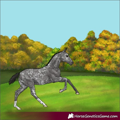 Horse Color:Smoky Black Ice 