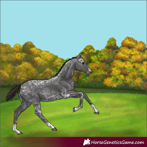 Horse Color:Smoky Black Ice