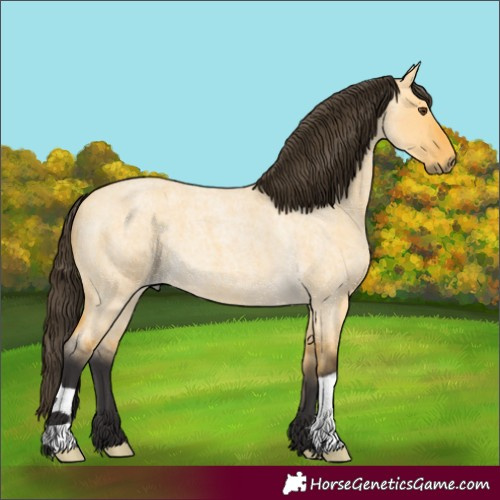 Horse Color:Buckskin Roan Dun 