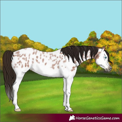 Horse Color:Gray Bay Roan Splash Appaloosa 