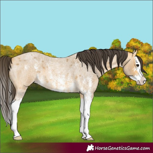 Horse Color:Buckskin Roan Sabino Splash 