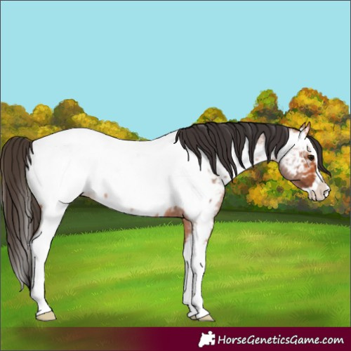 Horse Color:Bay Roan Splash Appaloosa 