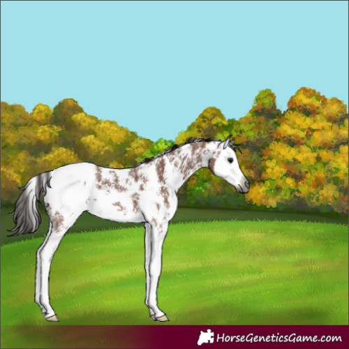 Horse Color:Gray Bay Sabino Splash Appaloosa