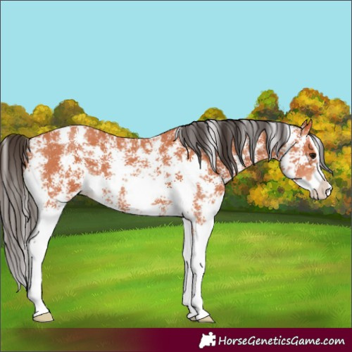Horse Color:Bay Sabino Splash 