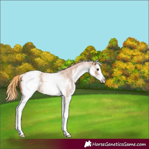 Horse Color:White Spotted Red Roan Splash Appaloosa 