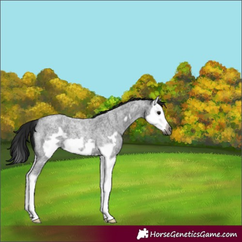Horse Color:Gray Blue Roan Splash Frame 