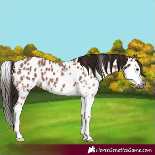 Horse Color:Gray Bay Sabino Splash Appaloosa 