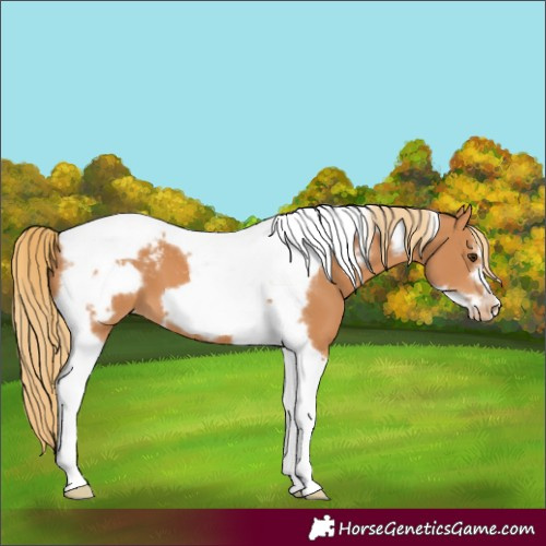 Horse Color:Chestnut Tobiano Frame Appaloosa 