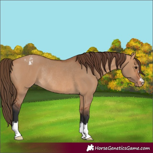 Horse Color:Bay Dun Appaloosa Rabicano 