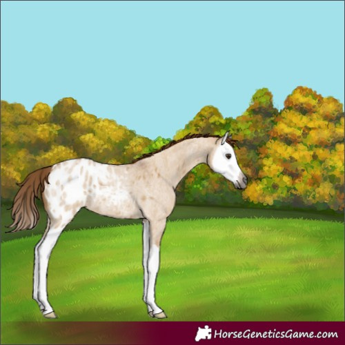 Horse Color:Gray Red Dun Roan Splash Appaloosa Rabicano 