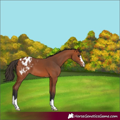 Horse Color:Bay Appaloosa 