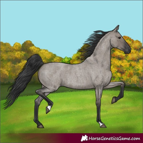 Horse Color:Grullo Roan 