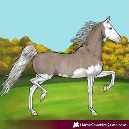 Horse Color:Silver Grullo Splash Rabicano 