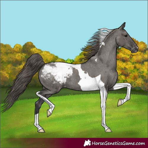 Horse Color:Grullo Tobiano Snowcap 