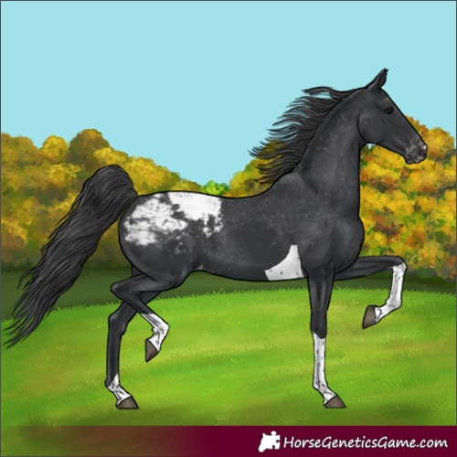 Horse Color:Black Tobiano Snowcap Rabicano 