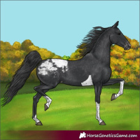 Horse Color:Black Tobiano Snowcap Rabicano