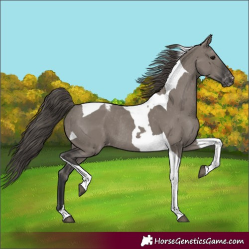 Horse Color:Grullo Tobiano Varnish Rabicano 
