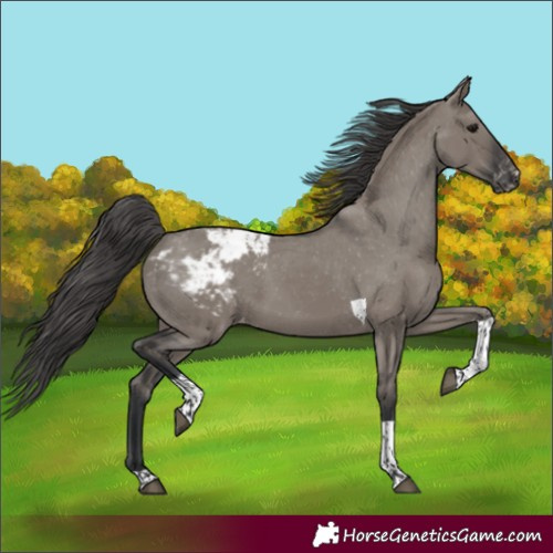 Horse Color:Grullo Tobiano Snowcap 