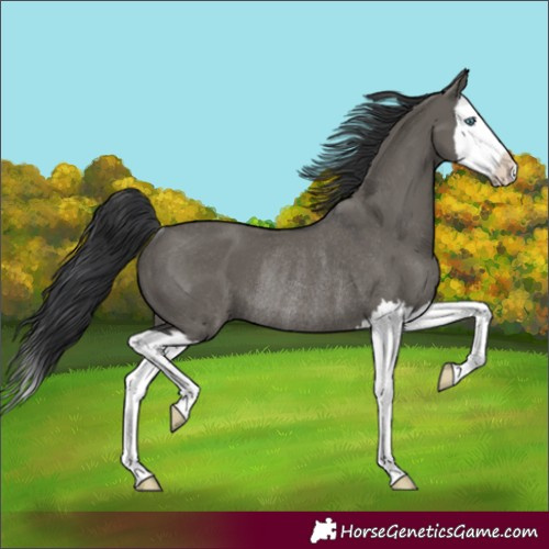 Horse Color:Grullo Splash Rabicano 