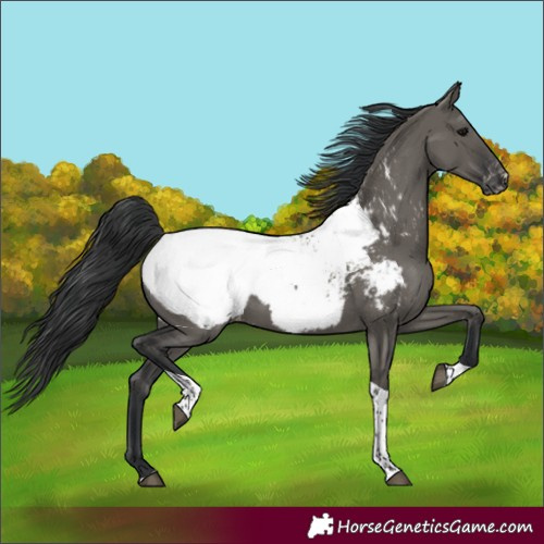 Horse Color:Grullo Tobiano Snowcap