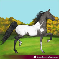Horse Color:Grullo Tobiano Snowcap