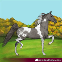 Horse Color:Grullo Tobiano Snowcap 