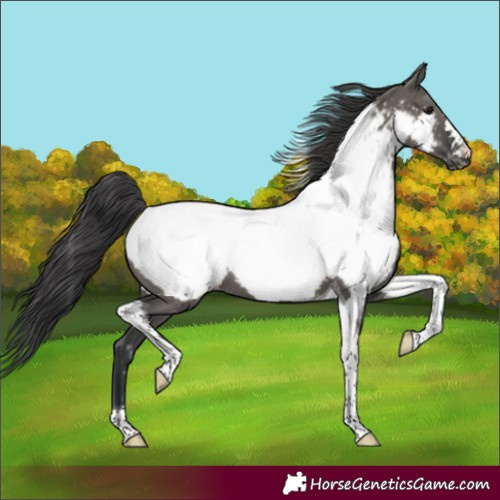 Horse Color:Grullo Tobiano Near Fewspot