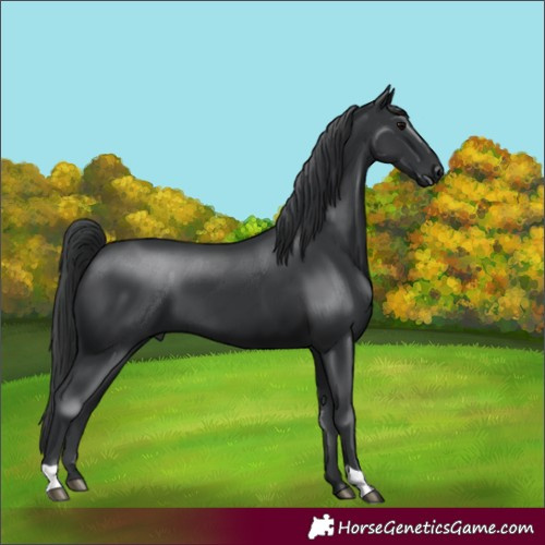 Horse Color:Black 