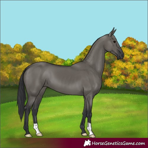 Horse Color:Grullo 